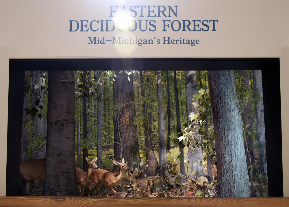 Deciduous_1000.jpg